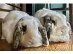 Adopt Skye a Mini Lop