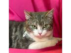 Adopt MAY a Domestic Short Hair, Tabby