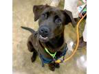 Adopt Ruby a Chocolate Labrador Retriever, Mixed Breed