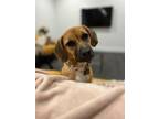 Adopt Polly a Beagle