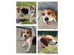 Adopt Sadie a Beagle