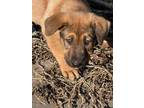 Adopt Loretta a Labrador Retriever, Hound