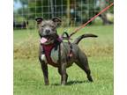 Adopt Justice a American Staffordshire Terrier