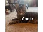 Adopt Annie a Domestic Short Hair
