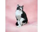 Adopt Susie a Tuxedo, Extra-Toes Cat / Hemingway Polydactyl