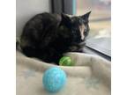 Adopt Pricilla Ozborne a Domestic Short Hair