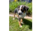 Adopt Zoey a Cattle Dog, Border Collie