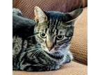 Adopt Mikka a Domestic Short Hair, American Bobtail