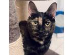 Adopt Power a Domestic Short Hair