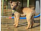 Adopt Clover a Australian Cattle Dog / Blue Heeler