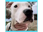 Adopt Layla a Pit Bull Terrier, Mixed Breed