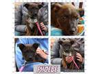 Adopt Phoebe a Boxer, Australian Shepherd