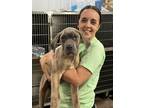 Adopt Serenity a Cane Corso, Presa Canario