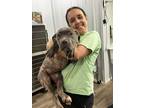 Adopt Annie a Cane Corso, Presa Canario