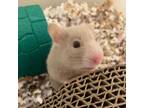 Adopt Rainier a Hamster