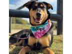 Adopt Ava a Rottweiler, Mixed Breed