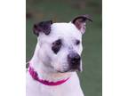Adopt BG a Pit Bull Terrier, Mixed Breed