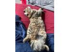 Adopt Willow a Domestic Medium Hair, Tabby