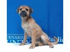 Adopt Peanut Butter a Border Terrier, Pug