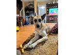 Adopt Gracie a Catahoula Leopard Dog, German Shepherd Dog