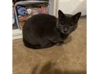 Adopt Storm a Russian Blue