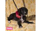 Adopt Cindy a Mixed Breed