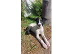 Adopt Maki a Mixed Breed