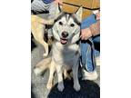 Adopt Delilah a Husky