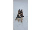 Adopt Ryobi - Puppy Sale! $150 off! a German Shepherd Dog