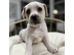 Adopt The "T" Litter : Tulip a Mixed Breed