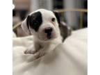 Adopt The "T" Litter : Tanya a Mixed Breed