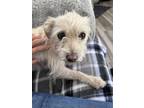 Adopt BUTTERNUT a Miniature Poodle, West Highland White Terrier / Westie