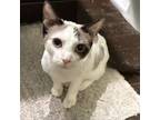 Adopt Stormy FKA Sweathog a Siamese, Domestic Short Hair