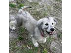 Adopt Roxi a German Shepherd Dog, Standard Poodle