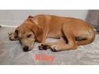 Adopt Riley a Yellow Labrador Retriever