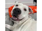 Adopt Buffy a Pit Bull Terrier