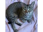 Adopt Firefly a Domestic Short Hair