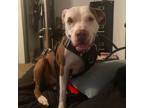 Adopt Poppy a American Staffordshire Terrier