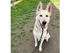 Adopt Aurora a German Shepherd Dog