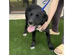 Adopt Daisy a Black Labrador Retriever