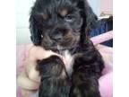 Cocker Spaniel Puppy for sale in Ocean Shores, WA, USA