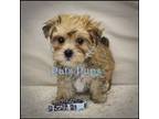 Mutt Puppy for sale in Rock Rapids, IA, USA