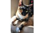 Adopt Poppy a Calico