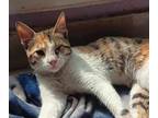 Adopt Sugar-1 Eye 7 months Salwa a Calico