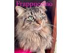 Adopt Frappuccino a Maine Coon, Domestic Long Hair
