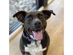 Adopt Cleo a Pit Bull Terrier, Pointer