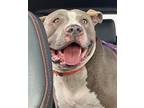 Adopt Lettie a Pit Bull Terrier