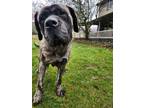 Adopt Pru a Bullmastiff