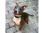 Adopt Sarah a Pit Bull Terrier