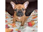 French Bulldog Puppy for sale in Denver, CO, USA